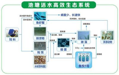 養四大家魚不容易賺錢?這個高效生態養殖模式請收好!